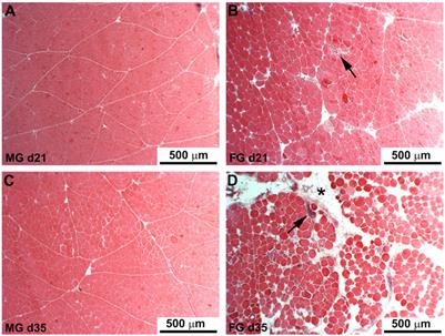 The evolution of vimentin and desmin in Pectoralis major muscles of broiler chickens supports their essential role in muscle regeneration